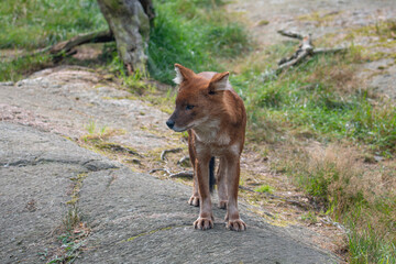 Dhole