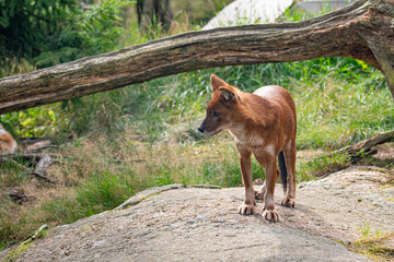 Dhole