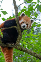 Red panda