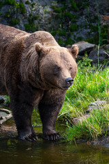 Brown bear 