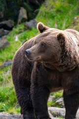 Brown bear 