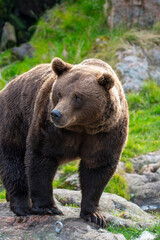 Brown bear 