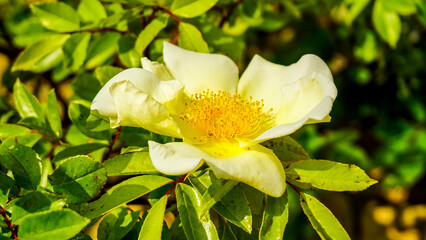 Fototapeta premium A white flower with a yellow center is surrounded by green leaves