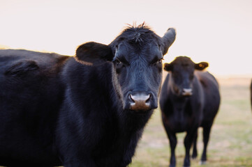 Black Angus Cows