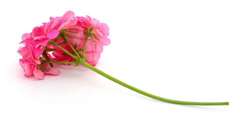 Branch of pink pelargonium.