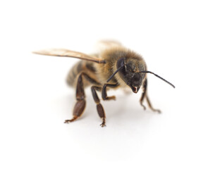 One small bee.