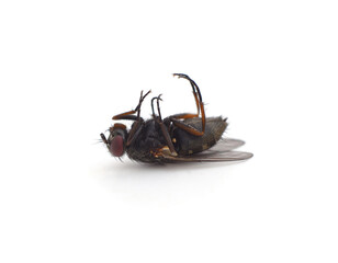 One fly lying on its back.