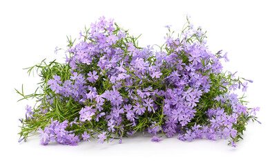 Fototapeta premium Bouquet of purple phloxes.