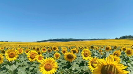 Obraz premium A vibrant field of yellow sunflowers under a clear blue sky, stretching towards the horizon