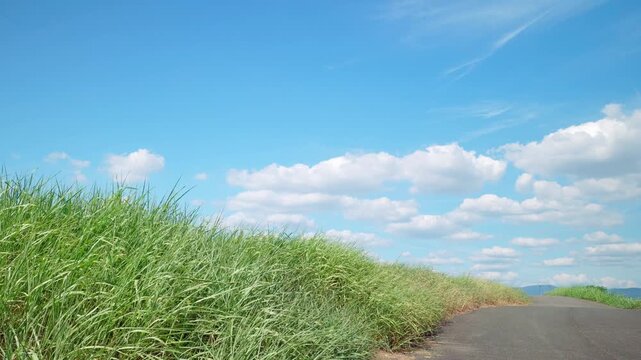  夏の河川敷から見上げた空に点在する積雲 24fps