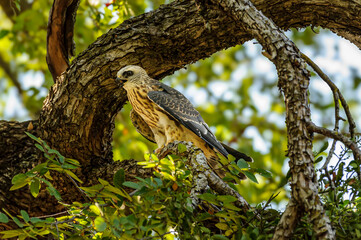 Bird of prey in tree