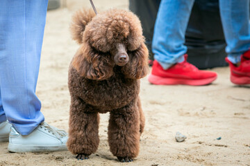 A handler shows a poodle dog at a dog show. A cute pet executes commands during training.