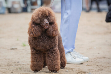 A handler shows a poodle dog at a dog show. A cute pet executes commands during training.