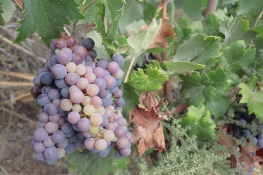 oto&ntilde;o colores naturaleza sabor uvas sano