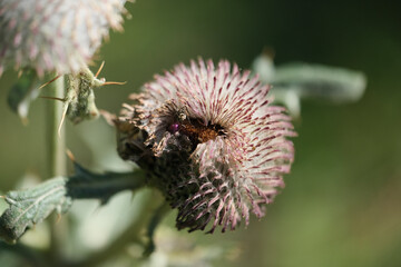 A detailed close up of two dandelions growing prominently on a plant