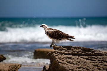 Australasian Osprey