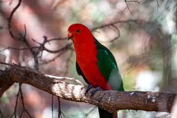 Australian King Parrot