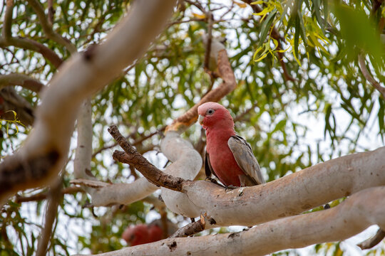 Pink and Grey Galah