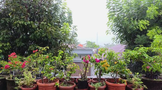 Rain Pouring and Drenching Pots of Bougainvillea Flowers, Along with Surrounding Trees and Plants: A Refreshing Scene of Nature Being Nourished by a Heavy Downpour, Highlighting the Vibrancy of Plant