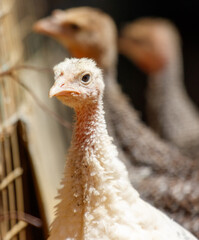 Portrait of a little turkey in the zoo