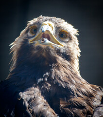 Portrait of an eagle in the zoo