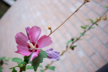 A purple flower close up against a brick wall background