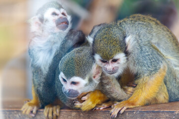 Obraz premium Portrait of three monkeys in the zoo
