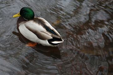 Fototapeta premium Ducky