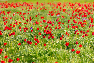 Field with red tulips in the steppe in spring as a background