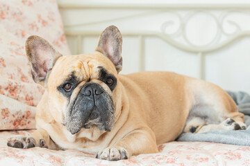 A French bulldog is lying on the bed. Close-up.