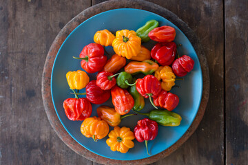 Vibrant Ajíes Margariteños, with their diverse colors and shapes, stand out against the blue...