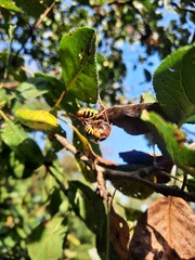 Hornet eating a wasp