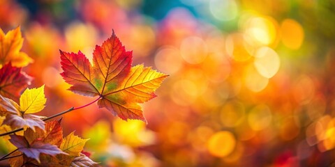Fototapeta premium Vibrant close up shot of autumn leaves with blurred background