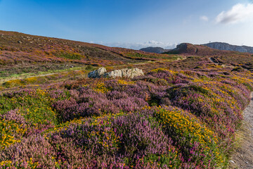 Views around South Stack Lighthouse with the heather out - Anglesey 