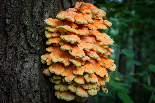 Close-up of Chicken of the Woods or Sulphur Shelf mushroom Laetiporus sulphureus on a tree trunk in a forest