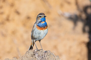 Bluethroat sits on the ground Close-up.