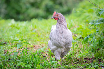 Chicken or hen on a green meadow with . Chickens on a traditional organic free-range farm grazing on the grass