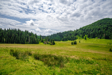 Scenic Green Meadow with Rolling Hills and Dense Pine Forest under a Partly Cloudy Sky – Serene Landscape in Summer