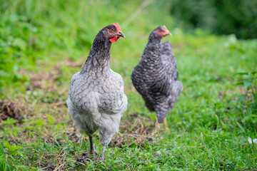 Free range chicken on an organic farm, freely grazing on a meadow , Chickens walk on the grass