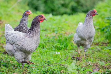 Free range chicken on an organic farm, freely grazing on a meadow , Chickens walk on the grass