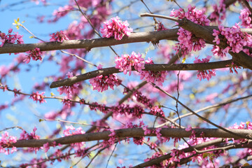 A magnificent tree adorned with vibrant pink flowers set against a clear blue sky creates a stunning visual contrast in nature
