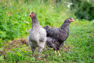 Free range chicken on an organic farm, freely grazing on a meadow , Chickens walk on the grass