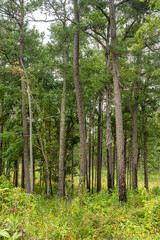 The Beaver Pond Trail in the Little River Canyon National Preserve In Alabama traverses multiple...