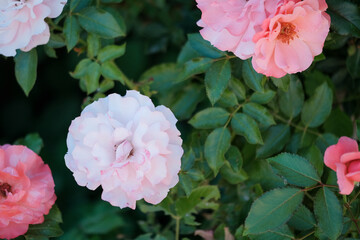 A beautiful bush adorned with delicate pink and white flowers, complemented by vibrant green leaves that enhance its appearance