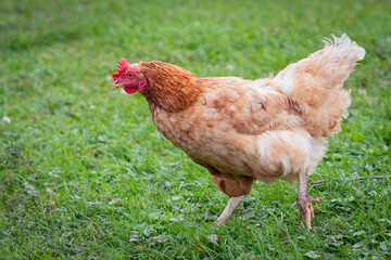 Chicken or hen on a green meadow with . Chickens on a traditional organic free-range farm grazing on the grass