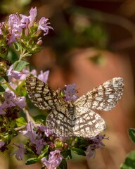 Gitterspanner auf einer Oreganoblüte