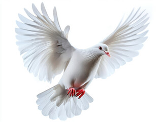 Fototapeta premium A soaring white dove with spread wings, symbolizing peace and freedom, set against a clean white background.