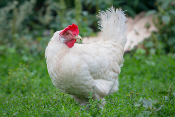 A  hen are walking outside in the village. Countryside. Close-up. Background.