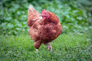 Chicken or hen on a green meadow with . Chickens on a traditional organic free-range farm grazing on the grass