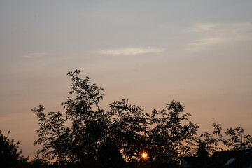 silhouette of a tree